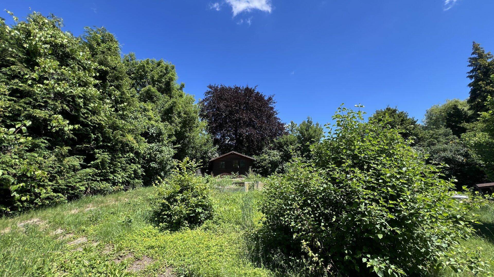 Kleiner Holzschuppen umgeben von dichtem Grün und Bäumen, mit einem dunkelroten Baum im Hintergrund.