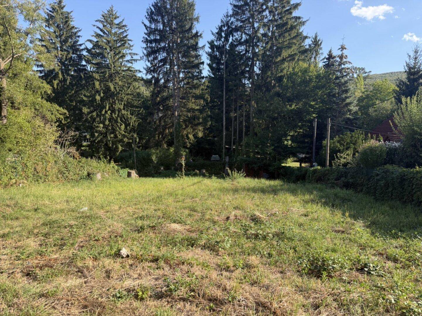 Grüne Wiese umgeben von hohen Nadelbäumen unter blauem Himmel.