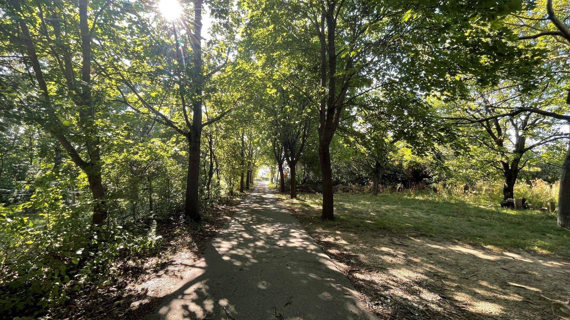 Ein sonniger Weg führt durch eine Allee von Bäumen, die natürliches Licht spenden.