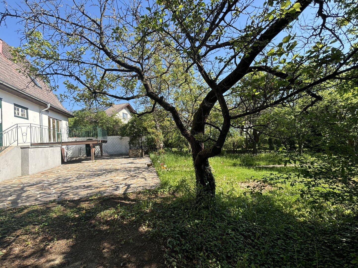 Sonniger Gartenbereich mit altem Baum und Blick auf das Landhaus im Hintergrund.
