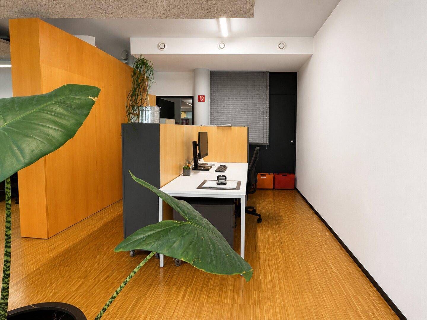 Heller Büroraum mit Holzboden, einem Arbeitsplatz und einer großen Zimmerpflanze.