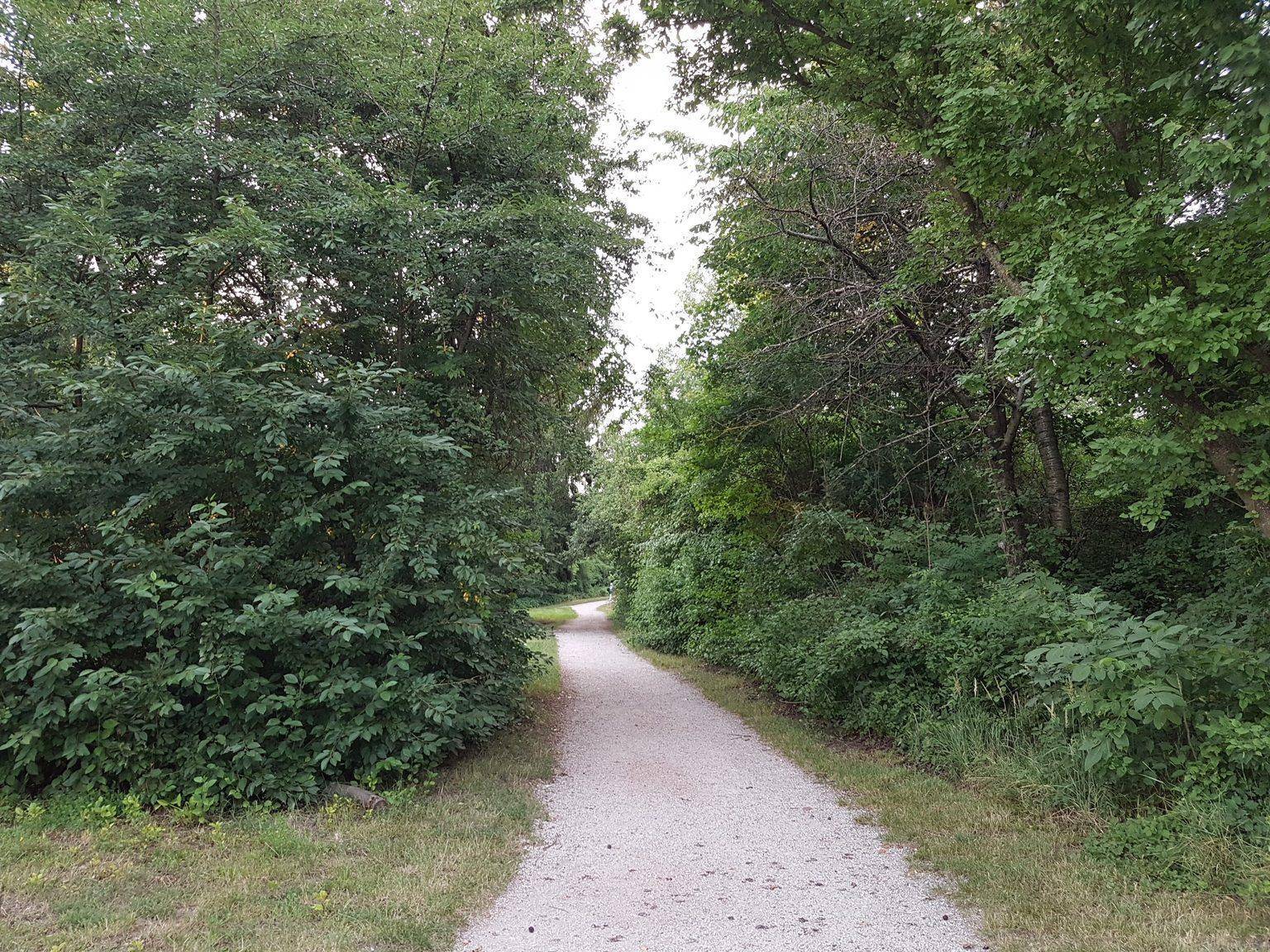 Gewundener Schotterweg führt durch einen dichten Wald mit üppiger Vegetation und hohen Bäumen.