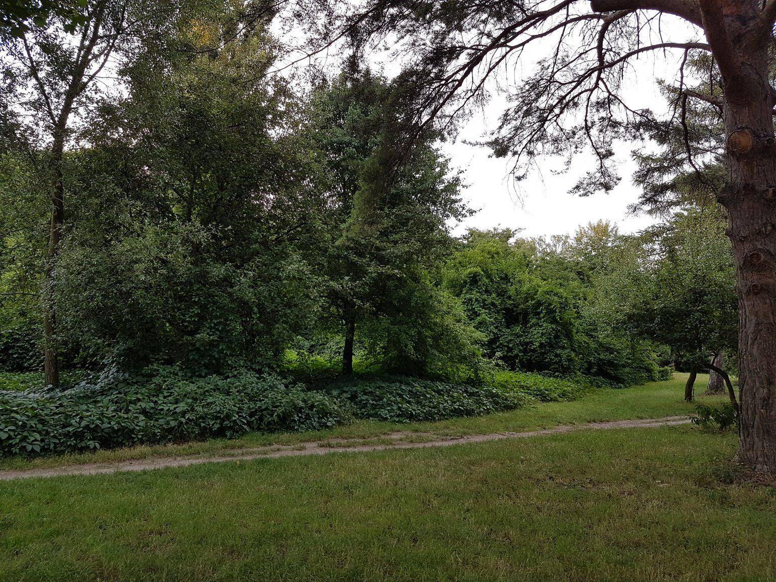 Grüne Parklandschaft mit dichtem Baumbestand und einem schmalen Pfad, der durch die Natur führt.