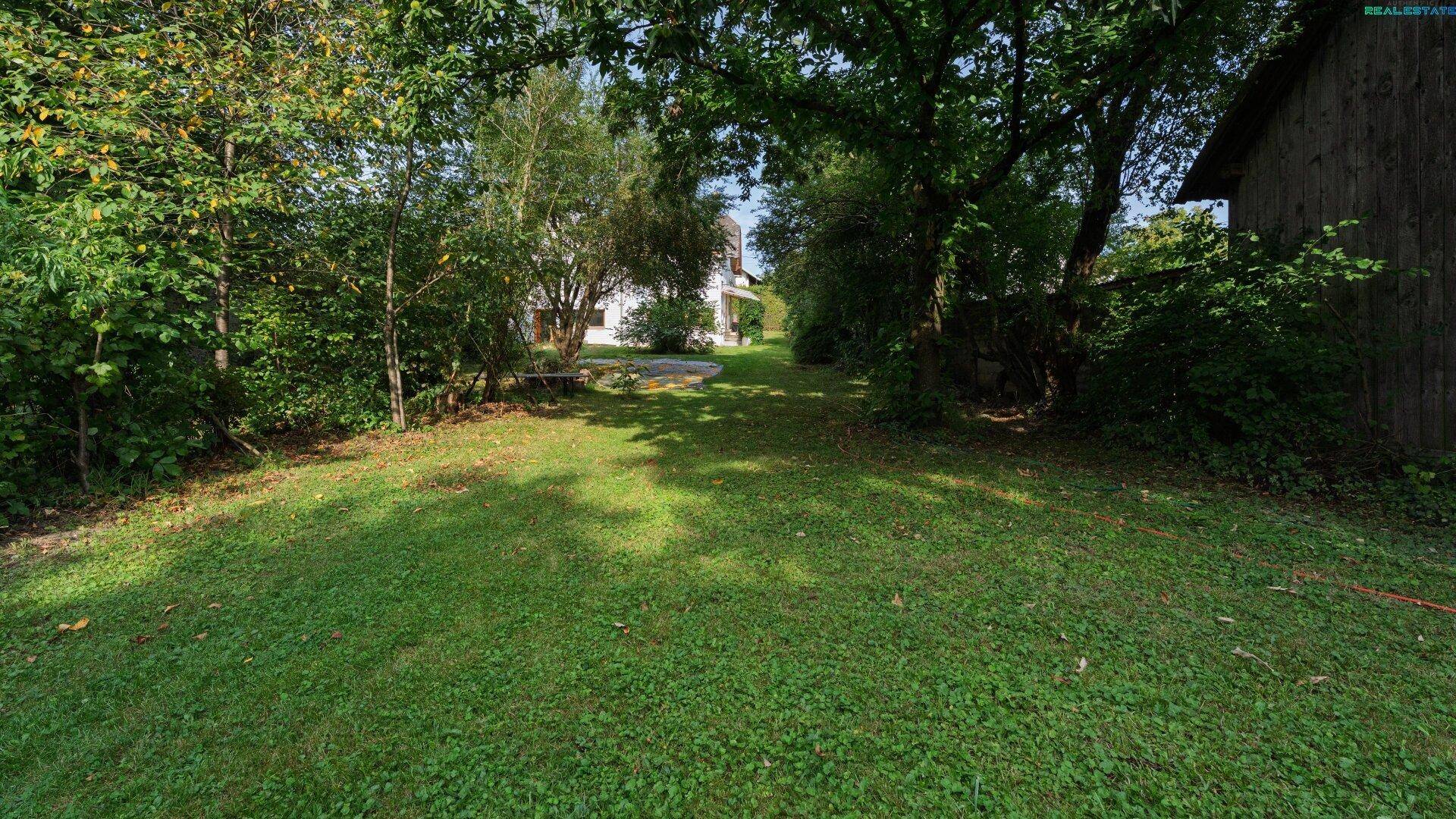Gepflegter Garten mit Rasenfläche und altem Baumbestand, Blick zum Haus.