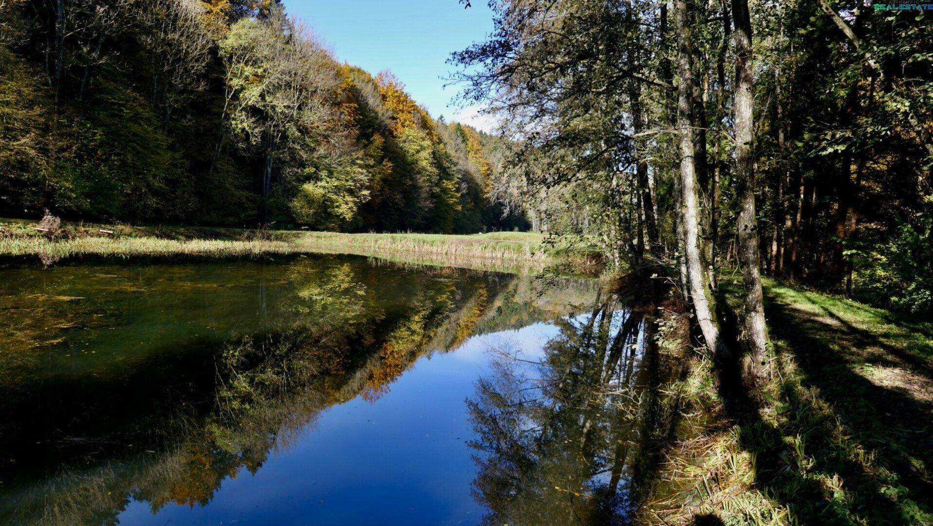 Ruhiger Teich umgeben von dichtem Wald mit herbstlicher Laubfärbung, die sich im Wasser spiegelt.