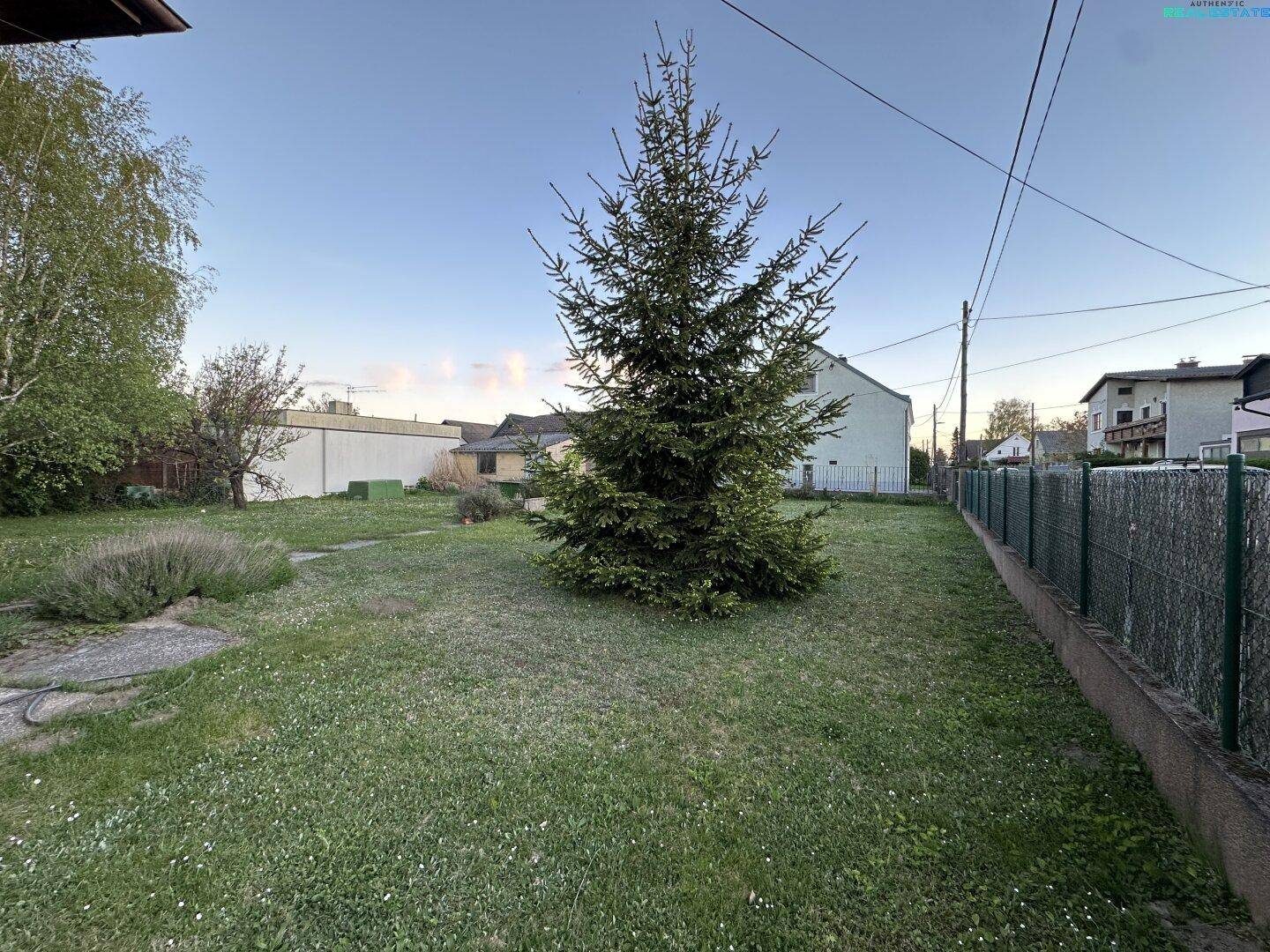 Weitläufiger Garten mit Nadelbaum und Zaun, bietet viel Platz im Freien.