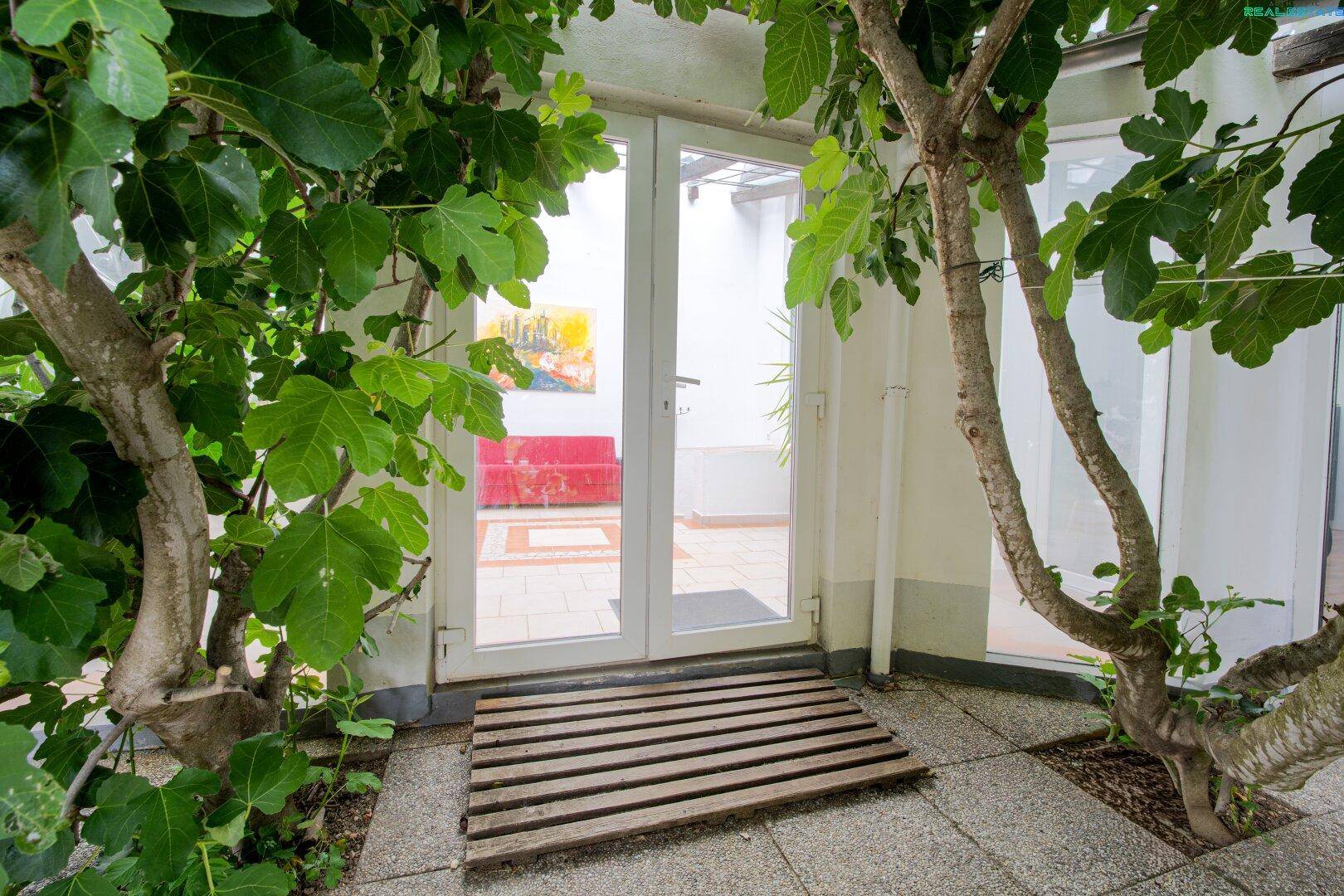 Eingangsbereich mit großen Fenstertüren, umgeben von Feigenbäumen und grüner Vegetation.