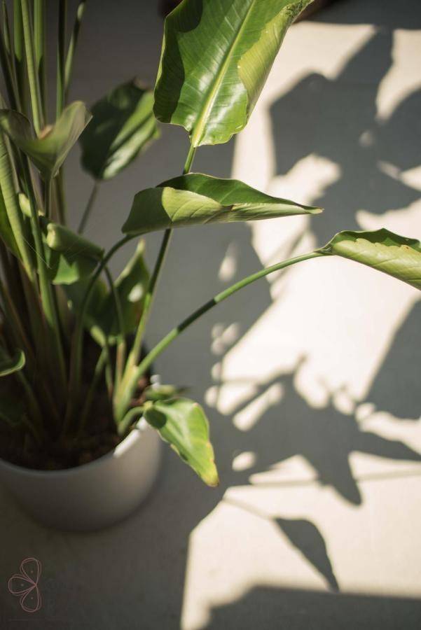 Nahaufnahme einer Zimmerpflanze mit Sonnenlicht und Schattenwurf auf dem Boden.