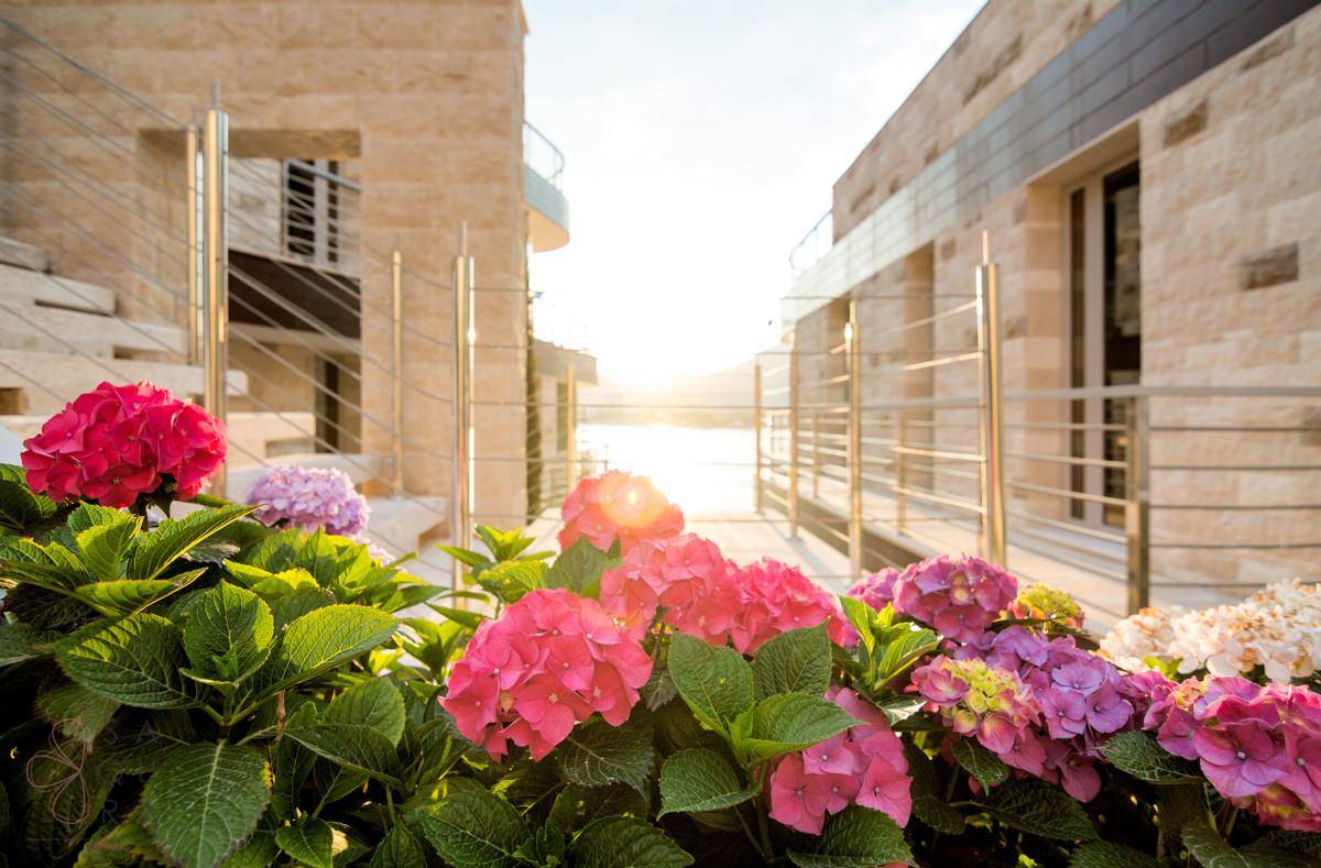 Leuchtende Hortensienblüten im Vordergrund mit moderner Architektur und sonnigem Ausblick im Hintergrund.