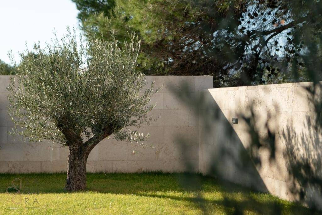 Kleiner Olivenbaum im gepflegten Gartenbereich mit Steinmauer und Rasenfläche.