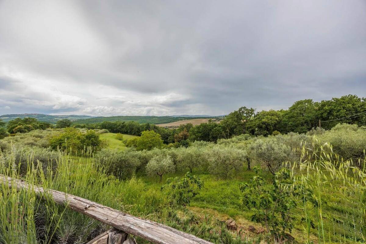Malerischer Blick über die toskanische Landschaft mit Olivenhainen und grünen Hügeln.