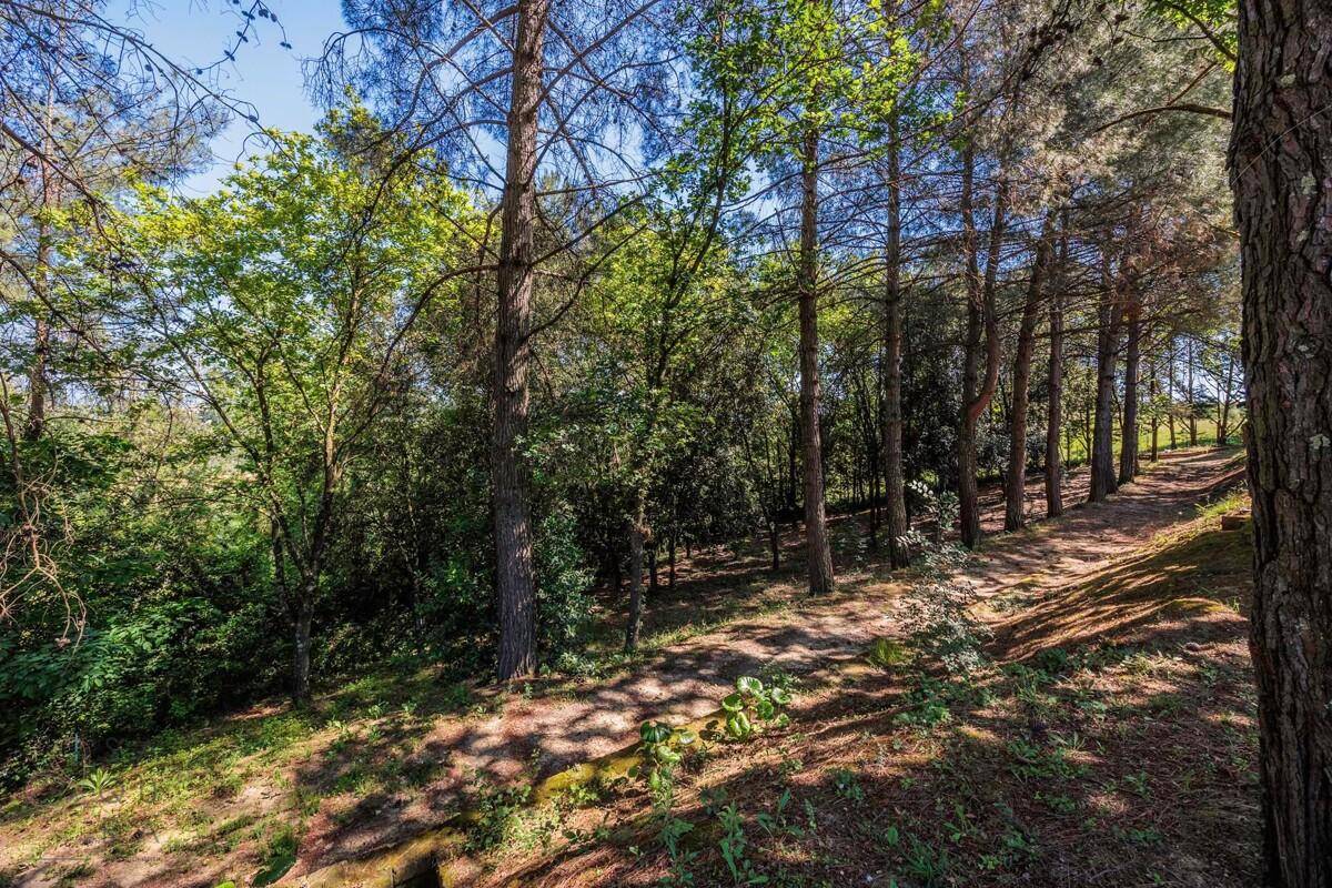 Dichter Waldweg mit hohen Bäumen, der zum Grundstück gehört und natürliche Schönheit bietet.
