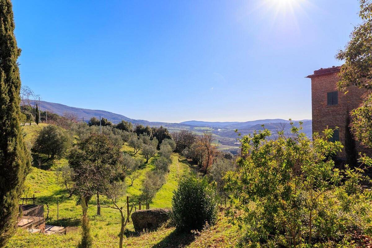 Panoramablick über die weite, grüne Landschaft mit Olivenhainen und sanften Hügeln unter strahlendem Himmel.