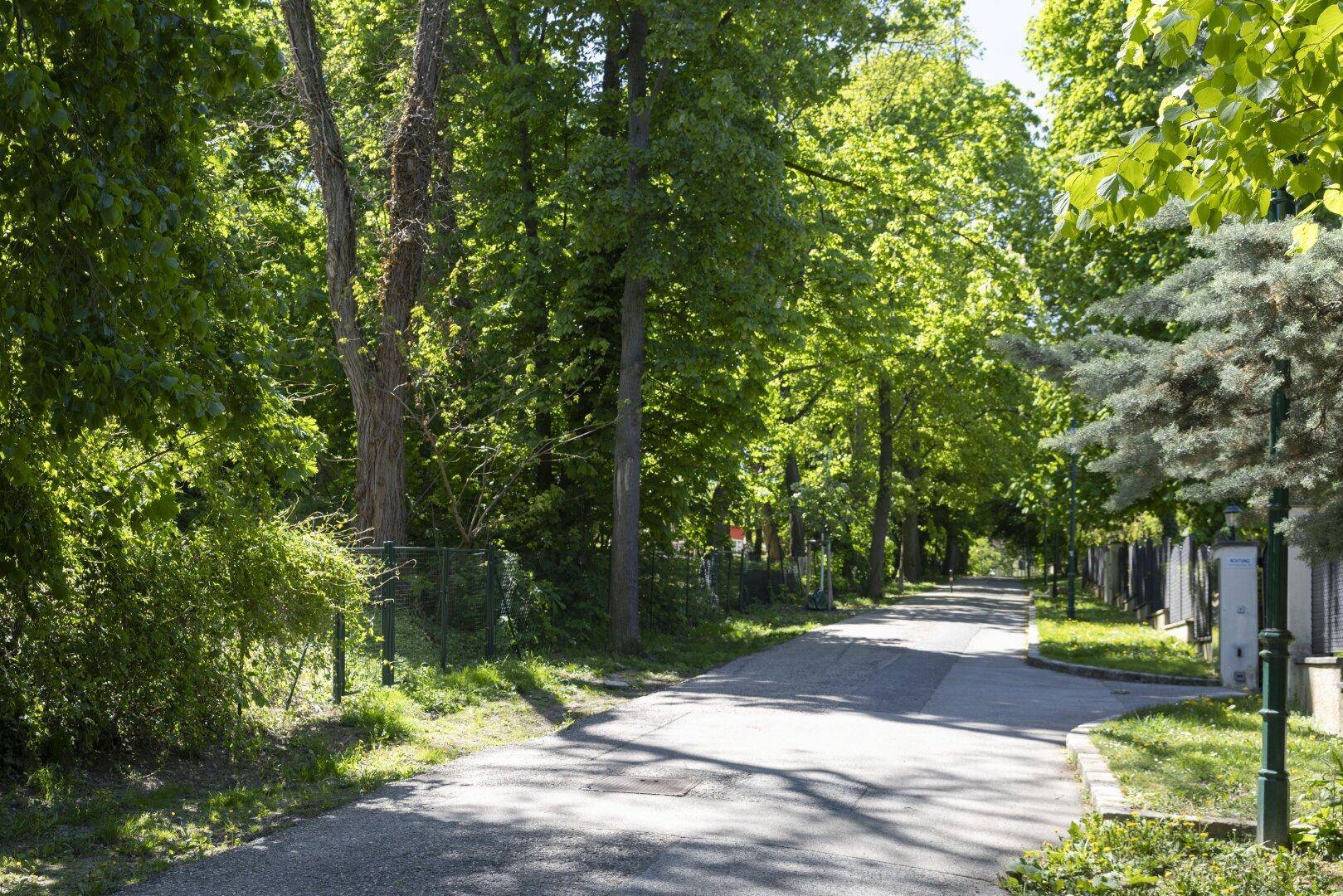 Ruhige Straße, gesäumt von hohen, grünen Bäumen unter strahlendem Sonnenschein.