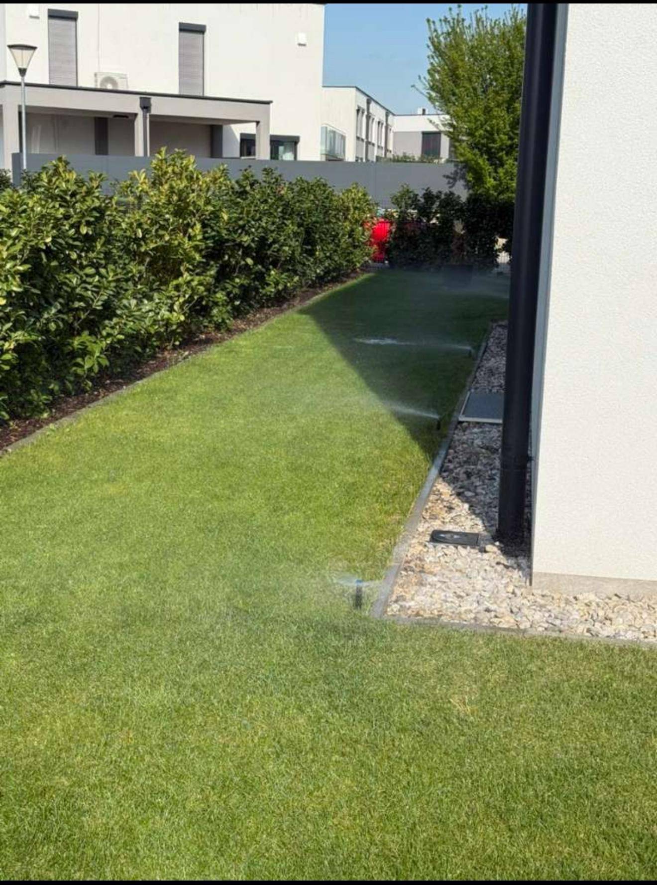 Gepflegter Rasen mit Bewässerungssystem und Hecke im Gartenbereich.