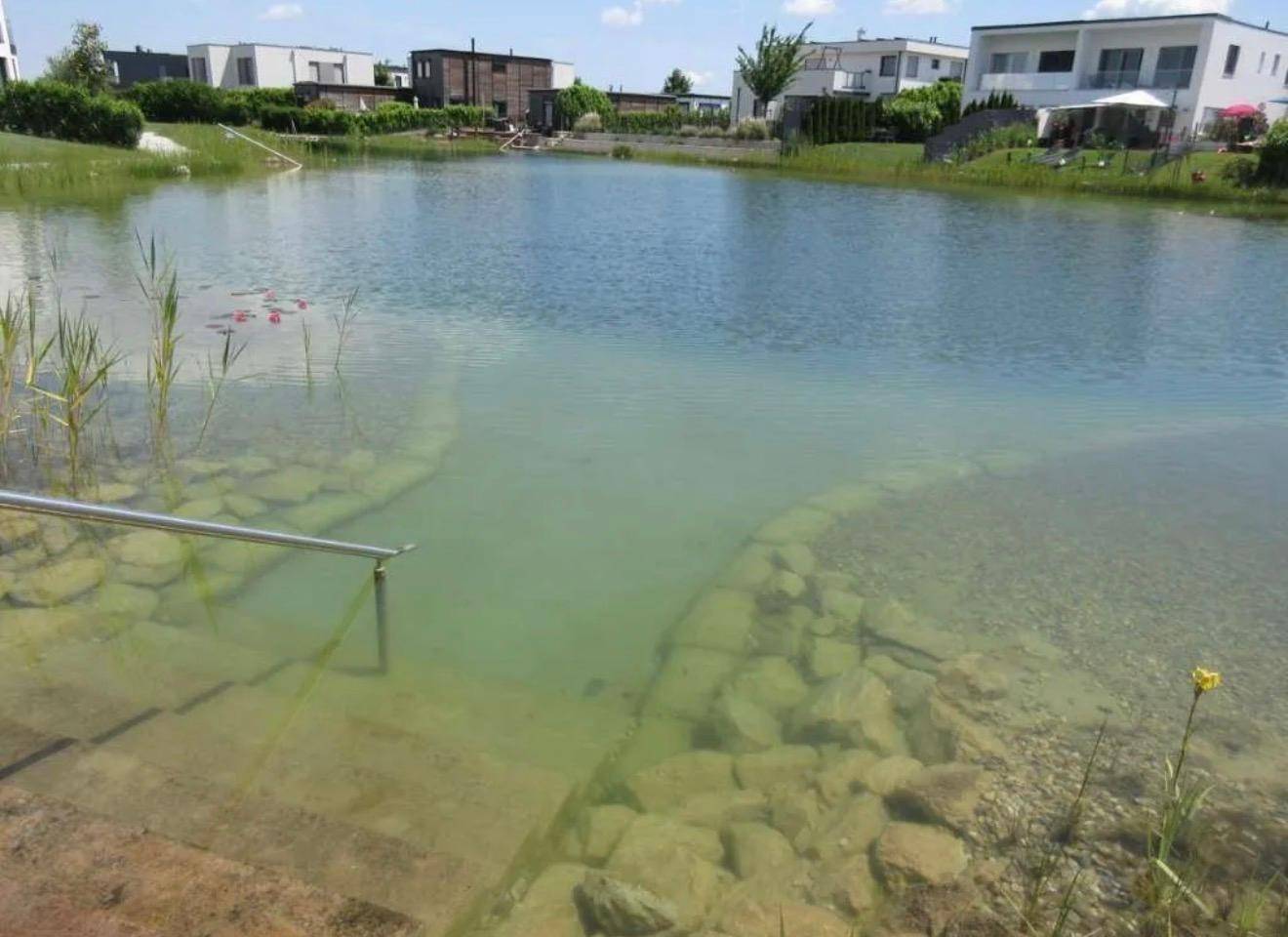 Natürlicher Schwimmteich mit klarem Wasser und Einstiegshilfe, umgeben von modernen Wohnhäusern.