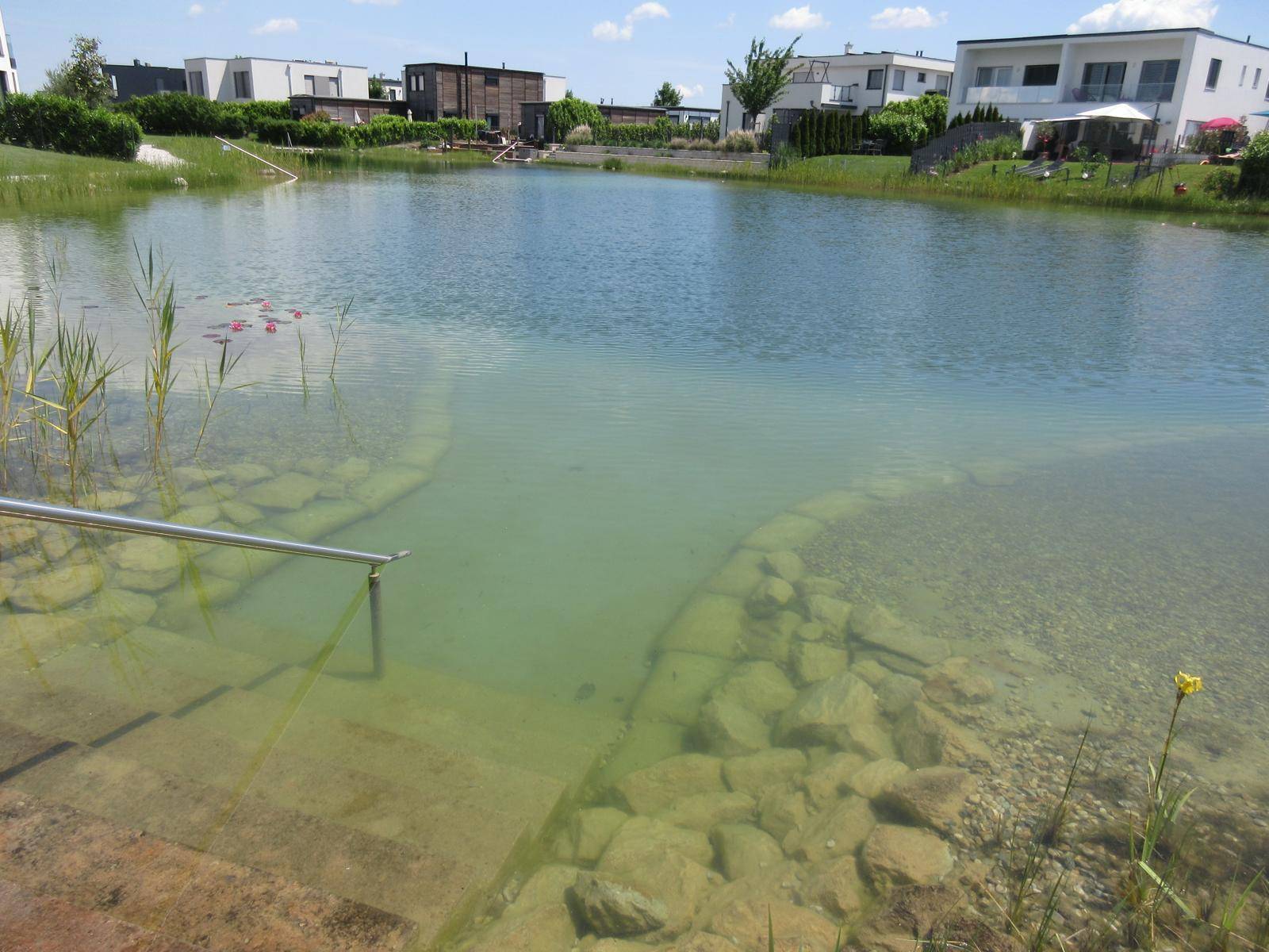 Natürlicher Schwimmteich mit Steinstufen und üppiger Uferbepflanzung.