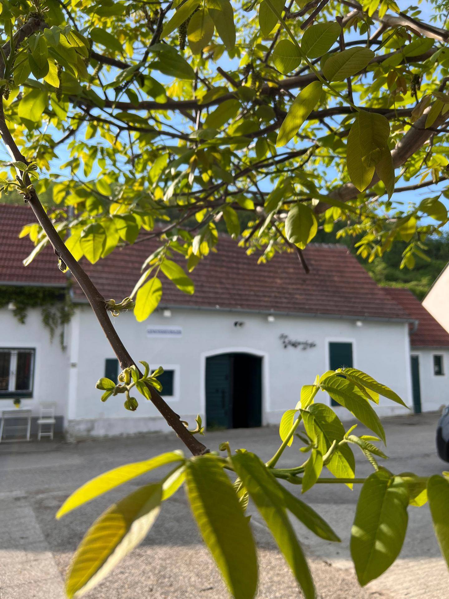 Ein Gebäude mit rotem Ziegeldach und weißen Wänden, durch die Blätter eines Baumes im Vordergrund gesehen.