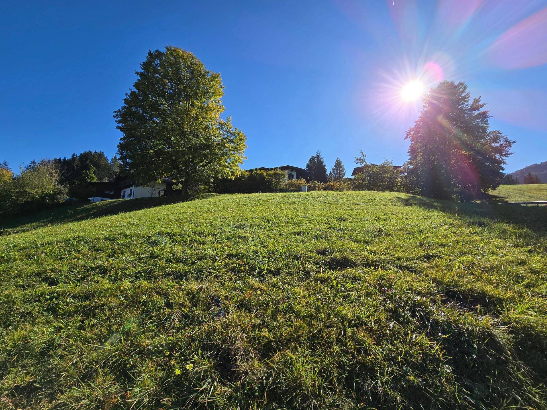 Sonnige grüne Wiese mit Bäumen auf dem Hügel und strahlendem Sonnenschein am blauen Himmel.