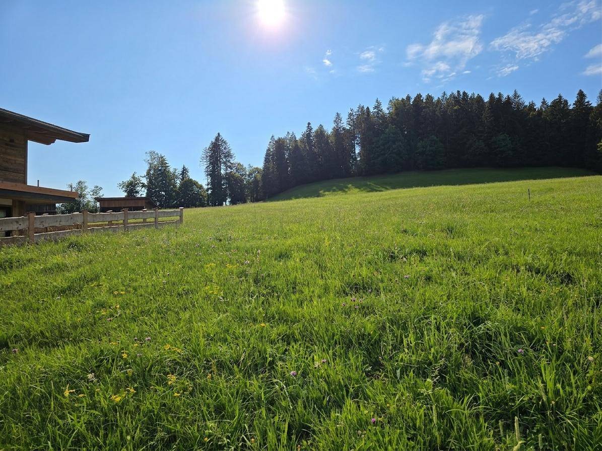 Sonnige grüne Wiese mit Wald im Hintergrund und einem modernen Gebäude mit Holzfassade am Rand.