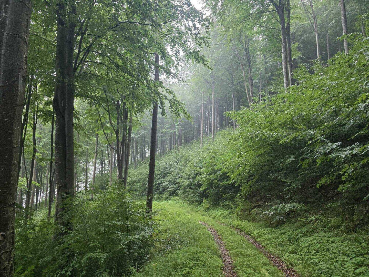 Wald Umbach