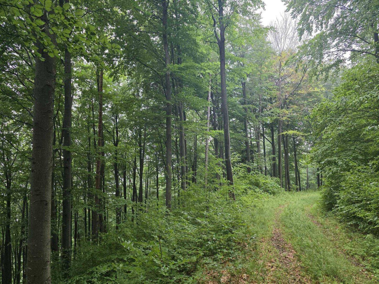 Wald Umbach