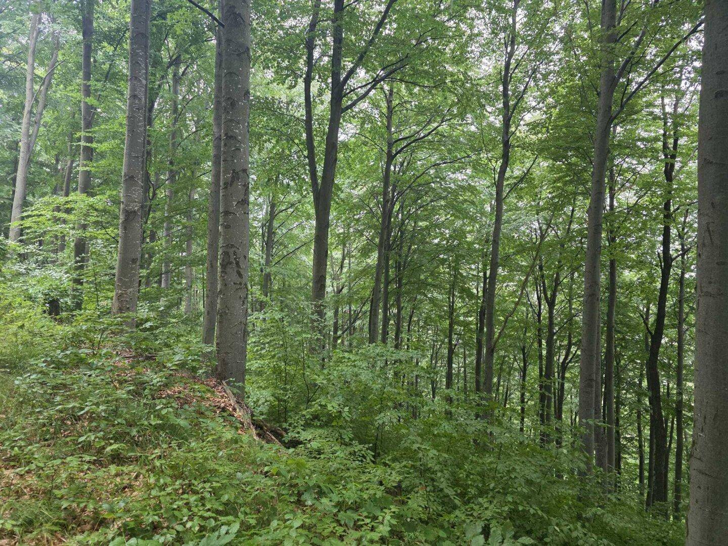 Wald Umbach