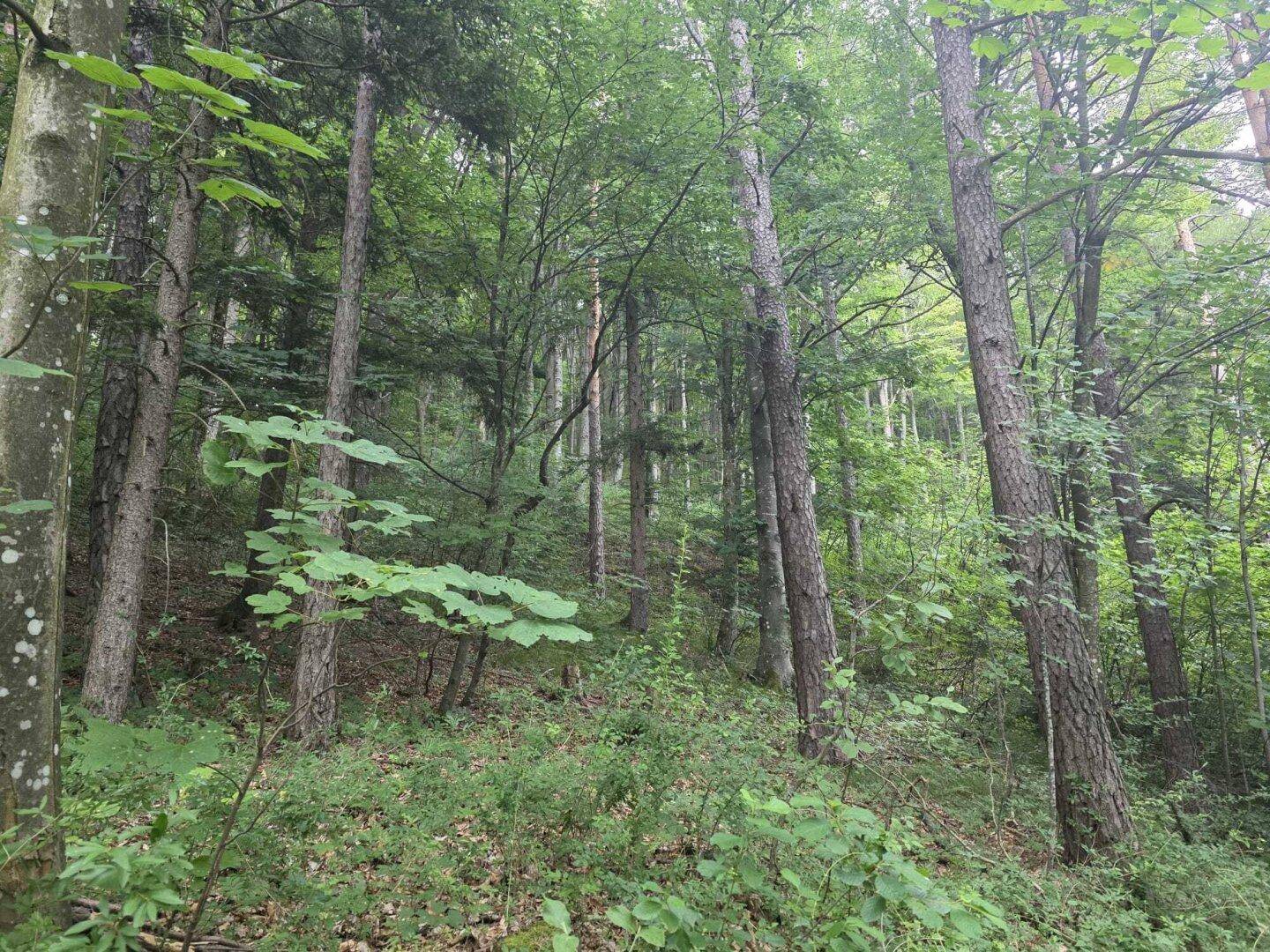 Wald Umbach