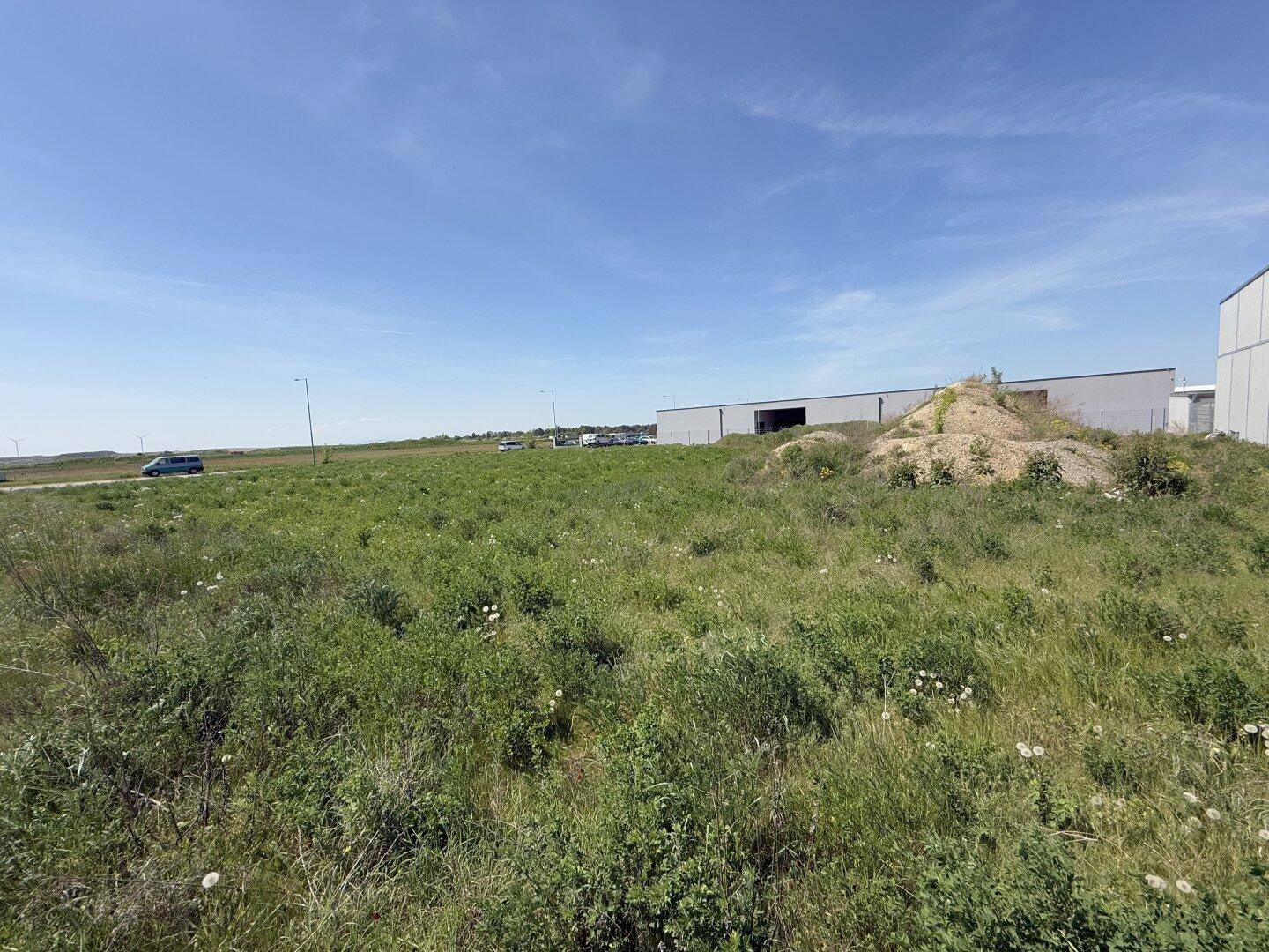 Unbebautes Feld mit hohem Gras und Wildblumen, im Hintergrund sind Gewerbegebäude sichtbar.