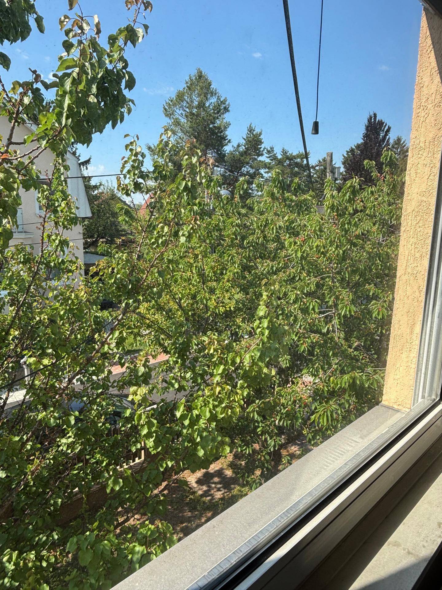 Blick aus einem Fenster auf dichte grüne Bäume und einen strahlend blauen Himmel.