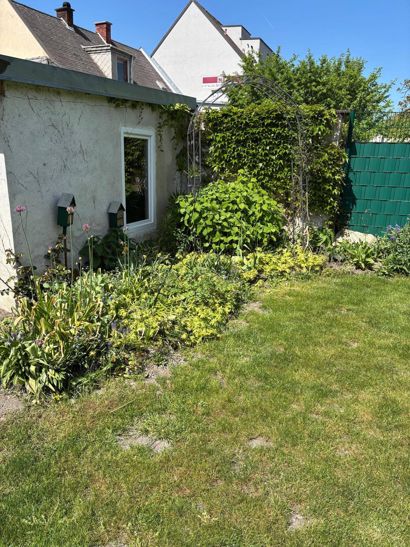 Gepflegter Gartenbereich mit Rasenfläche, verschiedenen Pflanzen und einem Rankgitter.