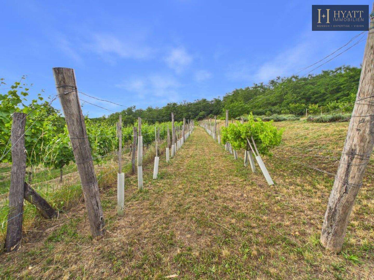 Weinberge mit jungen Reben und Holzpfählen unter blauem Himmel, die eine idyllische Szenerie bilden.