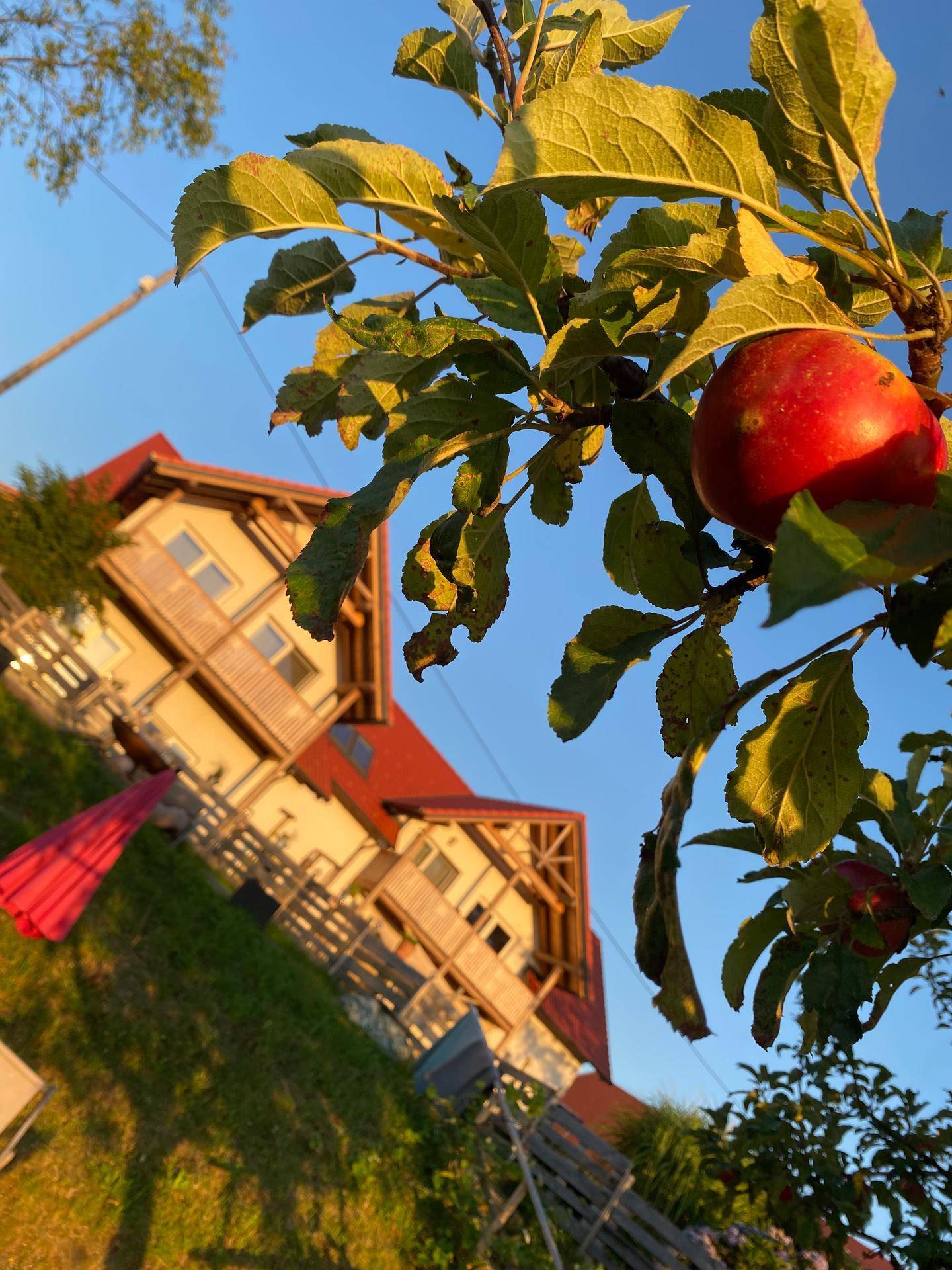 Ein Apfelbaum mit reifen Früchten im Vordergrund, dahinter ein charmantes Holzhaus in ländlicher Umgebung.