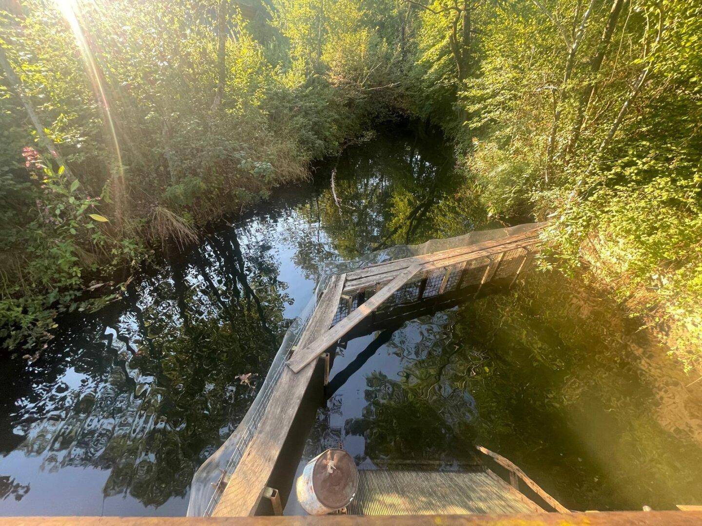 Natürlicher Teich oder Bachlauf umgeben von üppigem Grün und Bäumen im Sonnenlicht.
