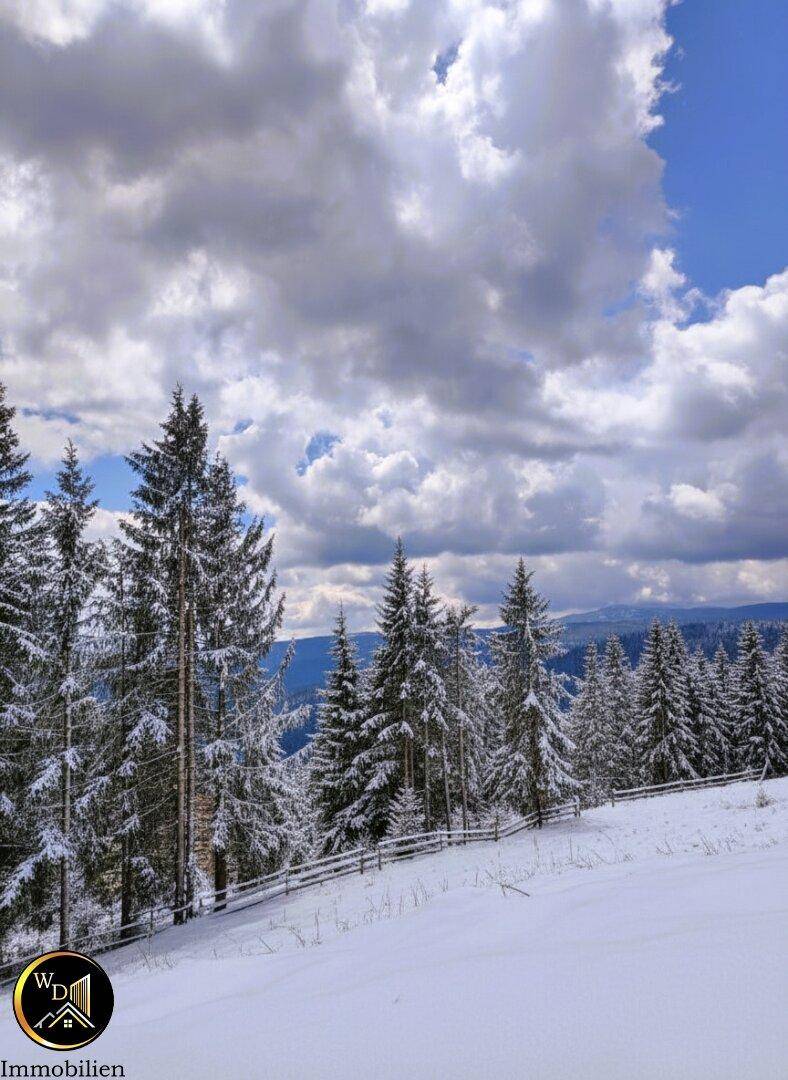 Winterliche Landschaft mit schneebedeckten Tannenbäumen und hügeliger Umgebung unter bewölktem Himmel.