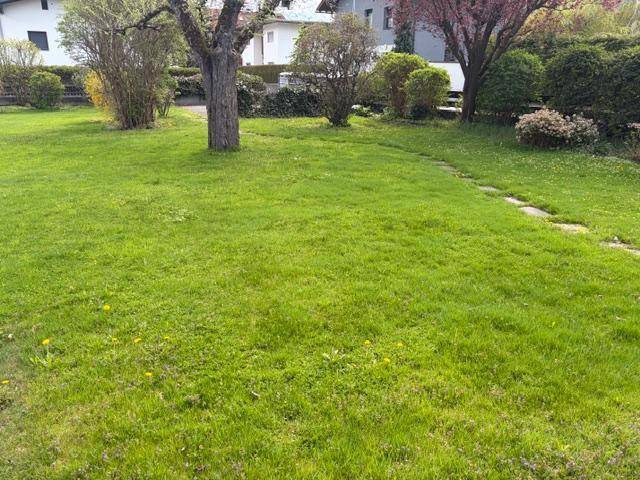 Weitläufige Rasenfläche in einem grünen Garten mit verschiedenen Bäumen und Sträuchern im Hintergrund.
