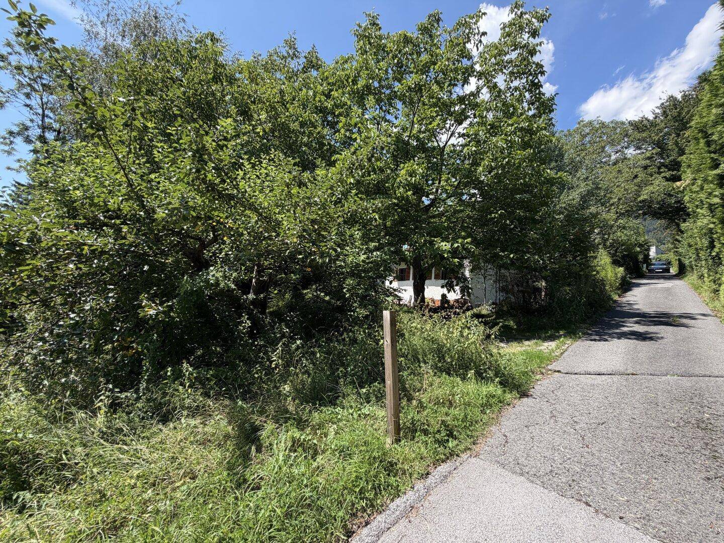 Grünes Grundstück mit dichter Vegetation, einem schmalen Zufahrtsweg und einem teilweise sichtbaren Gebäude.
