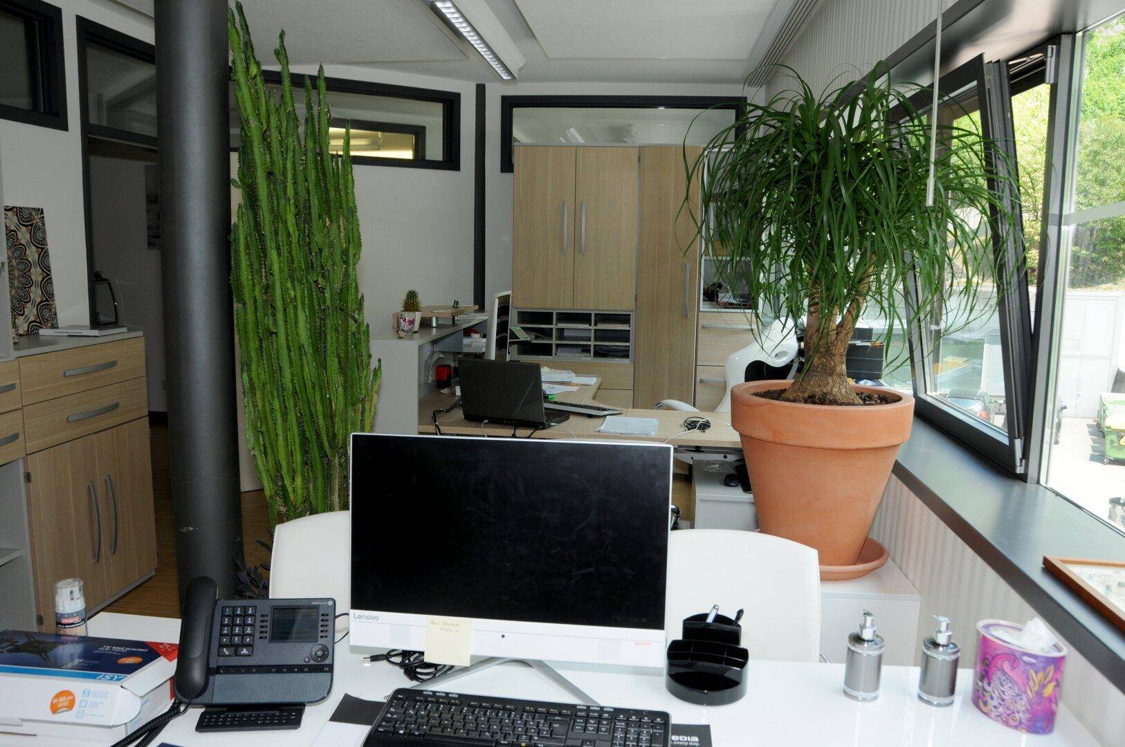 Heller Arbeitsplatz mit großem Monitor, Pflanzen und einem Fenster, das viel natürliches Licht spendet.