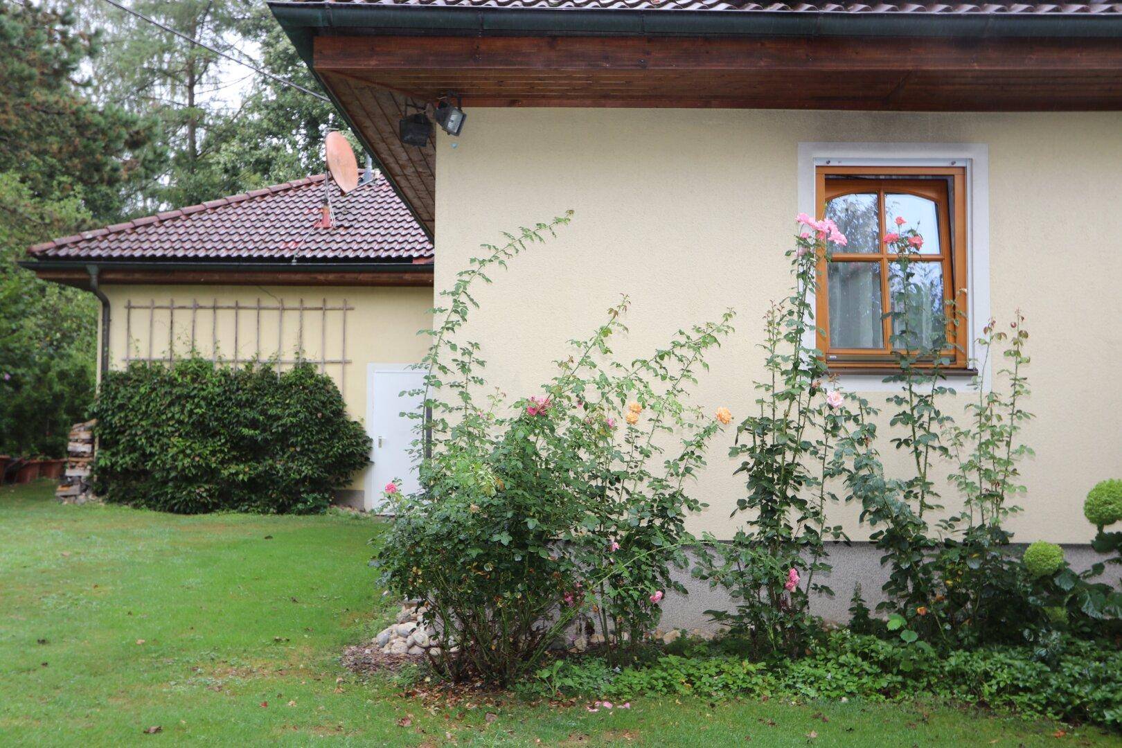 Seitenansicht des Hauses mit blühenden Rosensträuchern und gepflegtem Rasen.