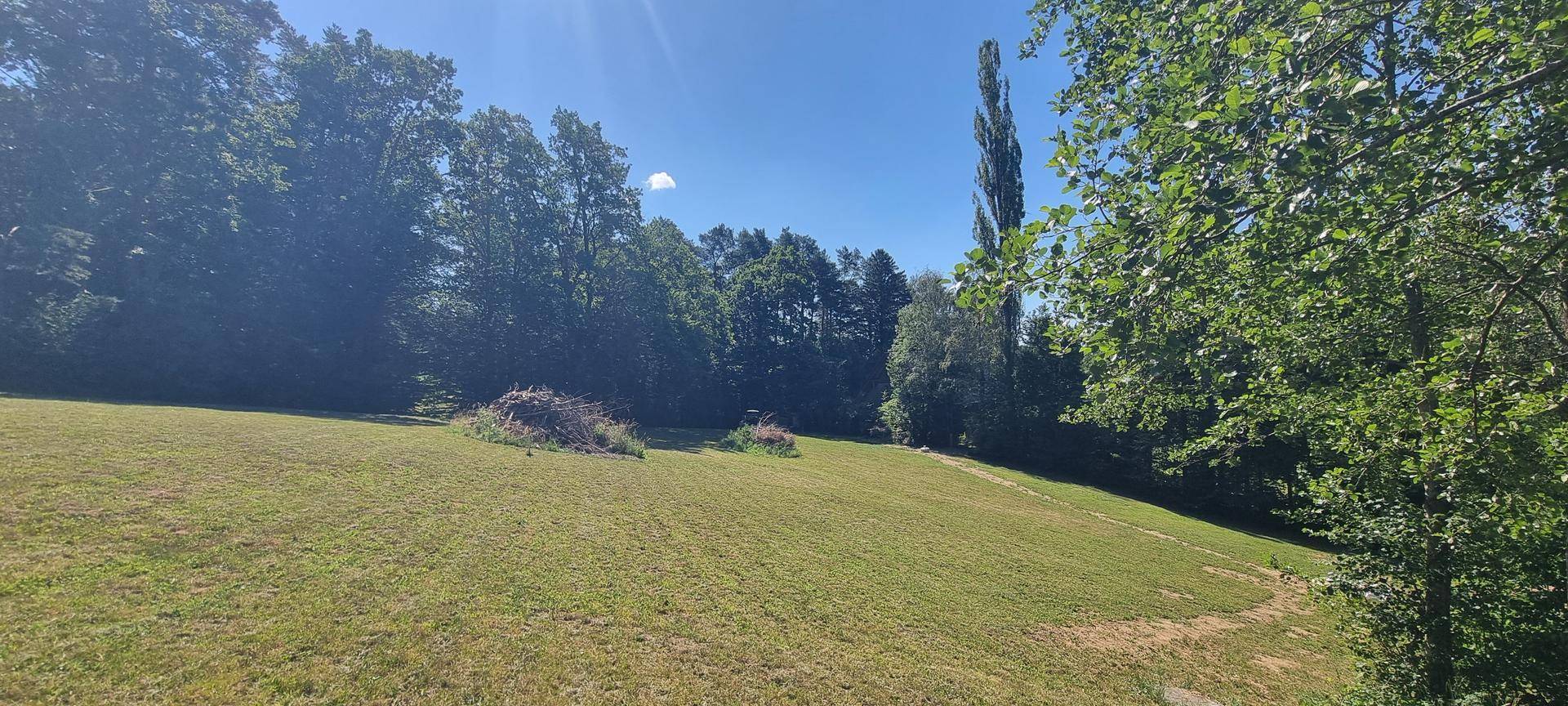 Sonnige, leicht abfallende Wiese mit Waldrand und hohen Bäumen in der Ferne.
