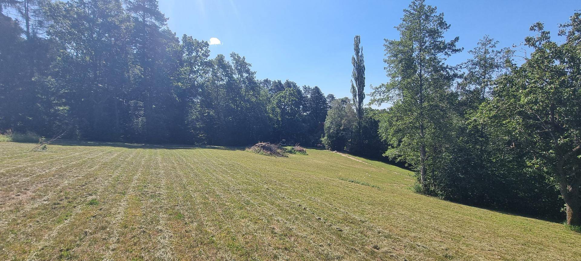 Weitläufige grüne Wiese mit Waldrand und einem hohen Baum unter blauem Himmel.