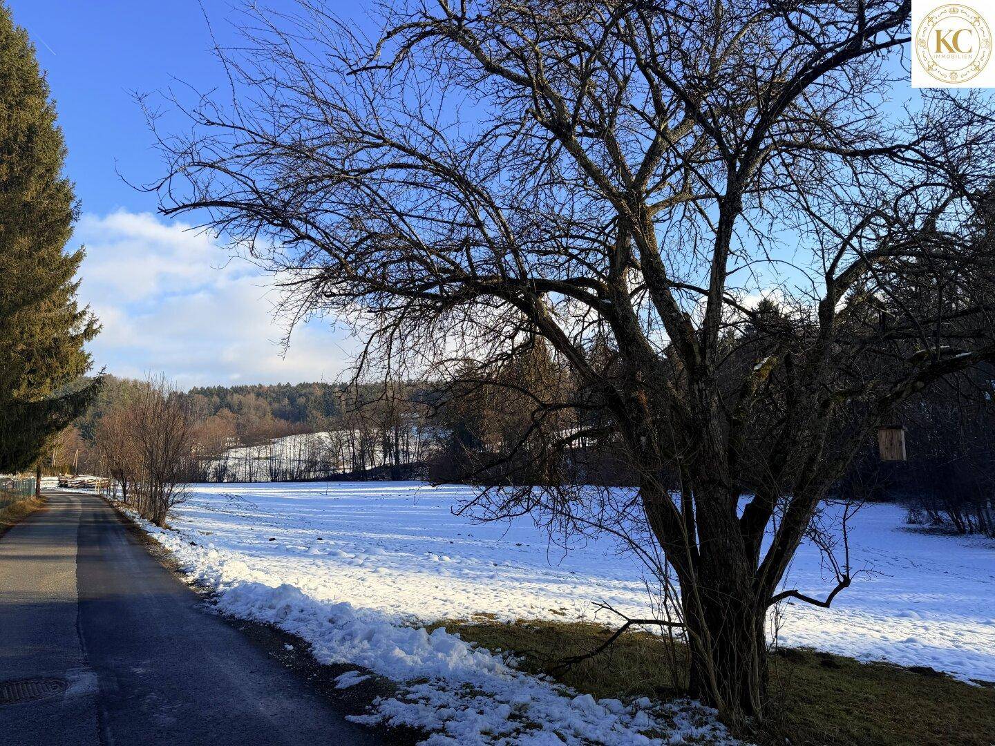 Ruhige Landstraße entlang eines verschneiten Feldes mit einem großen, kahlen Baum.