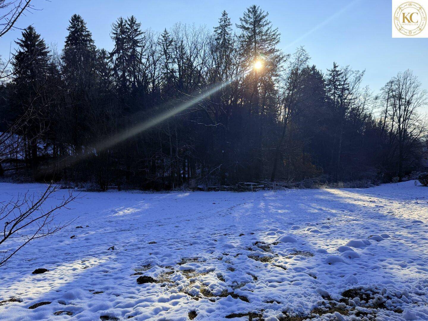 Verschneite Wiesenfläche mit Waldrand und tiefstehender Sonne, die durch die Bäume scheint.