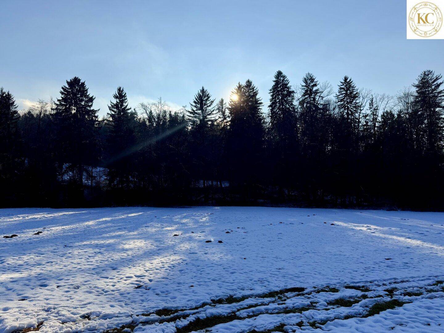 Winterliche Szenerie mit verschneiter Wiese und dichtem Wald unter strahlendem Sonnenschein.