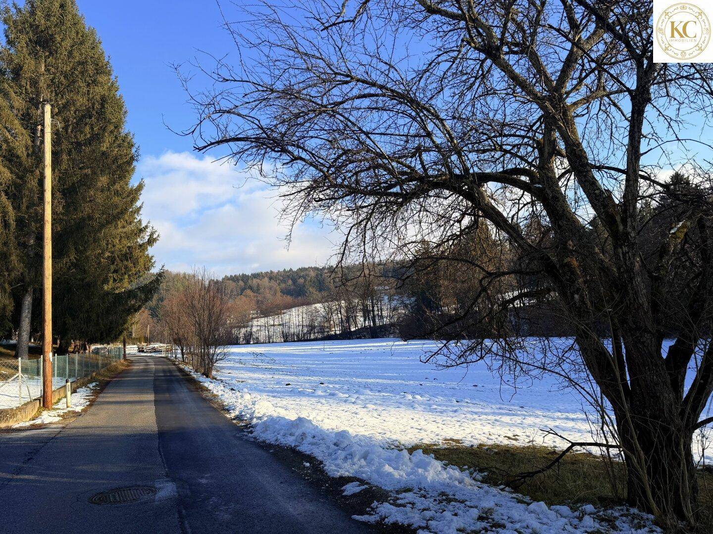Ruhige Landstraße entlang eines verschneiten Feldes mit hohen Bäumen und blauem Himmel.