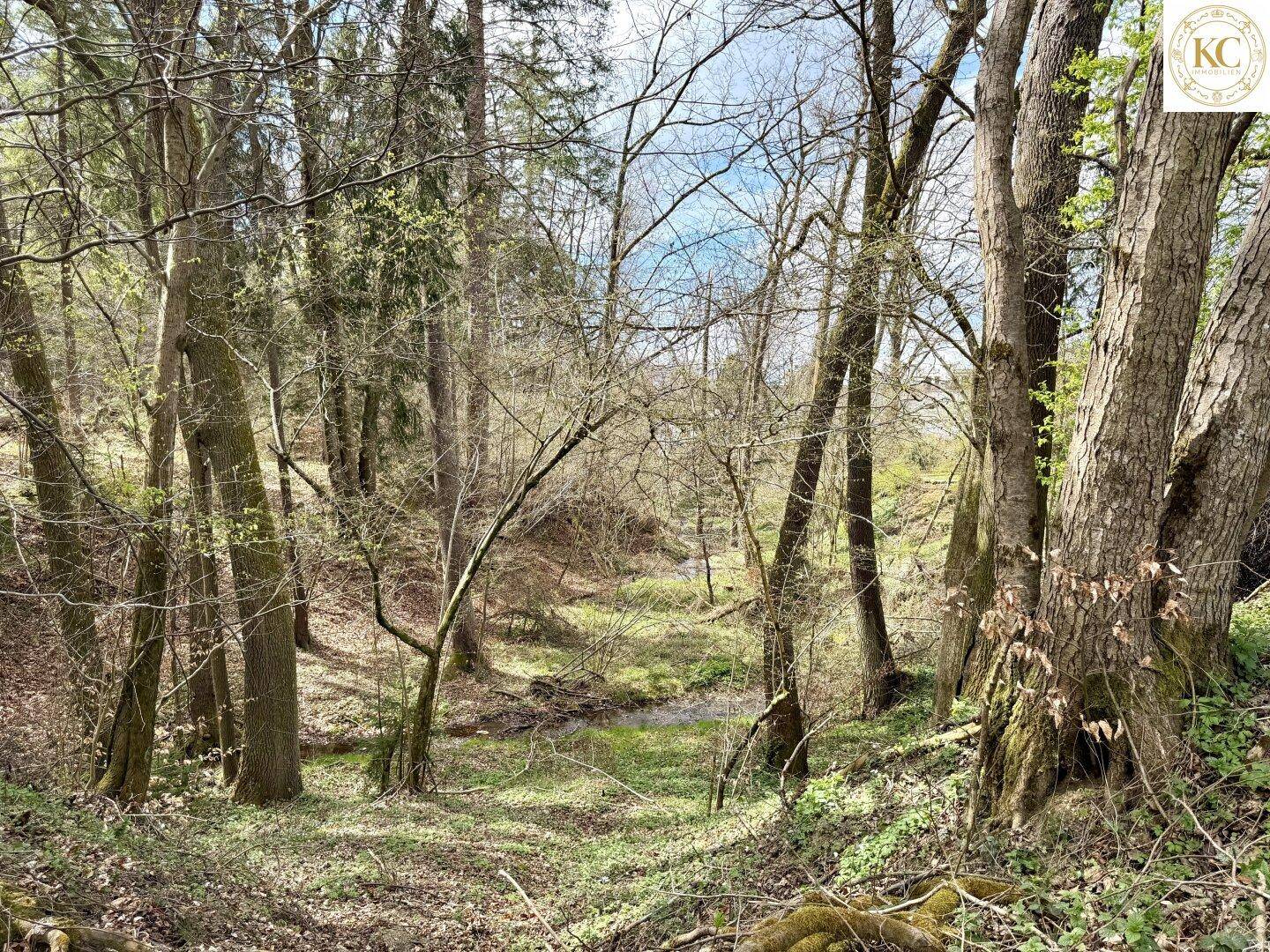 Naturbelassener Waldabschnitt mit alten Bäumen und einem kleinen Bachlauf.