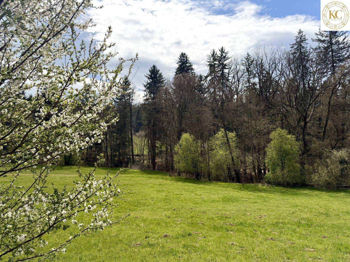 Blühender Baum am Rand einer sonnigen Wiese mit dichtem Wald im Hintergrund.