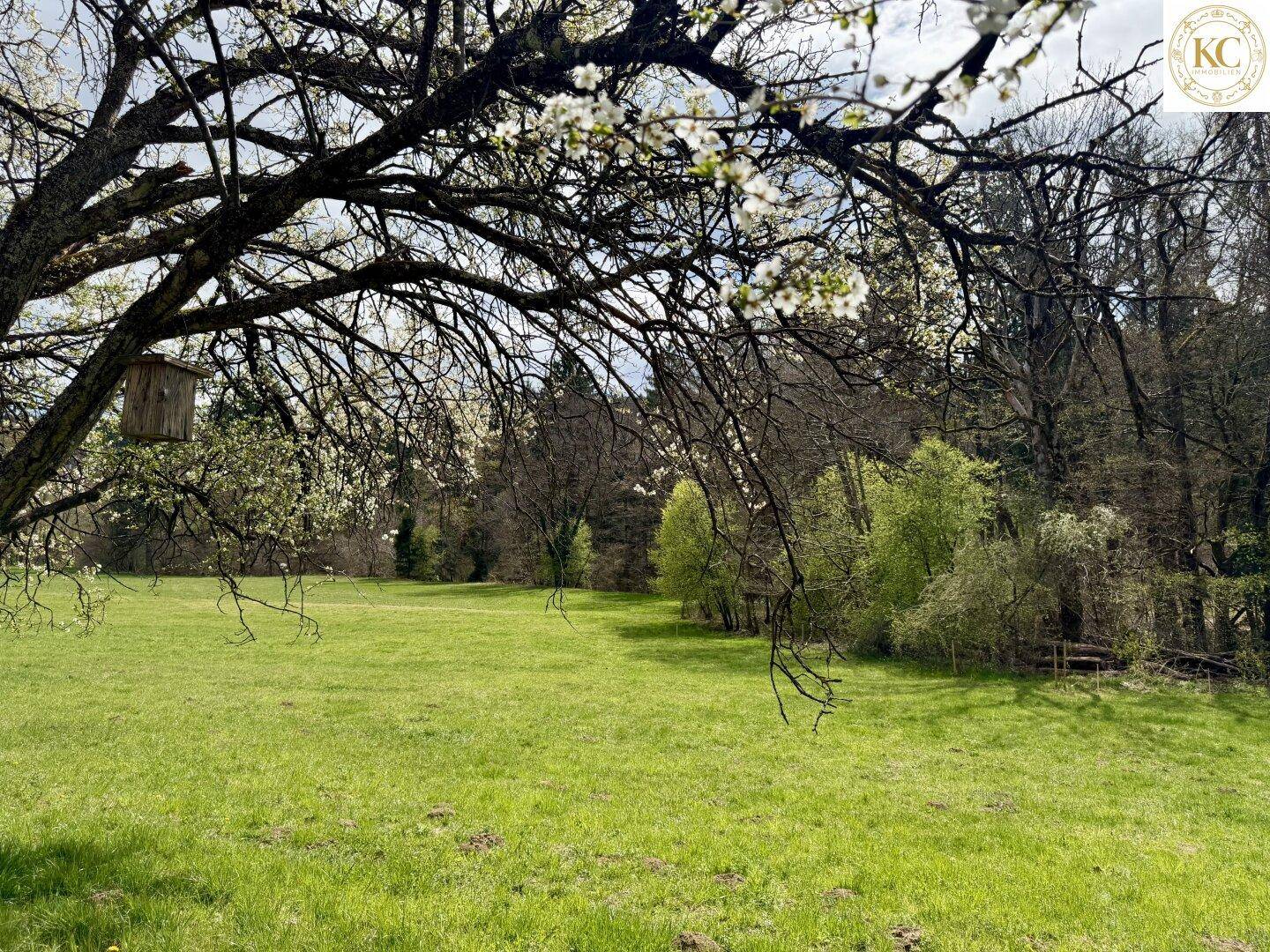 Eine grüne Wiese mit einem Vogelhaus an einem blühenden Baum und Wald im Hintergrund.
