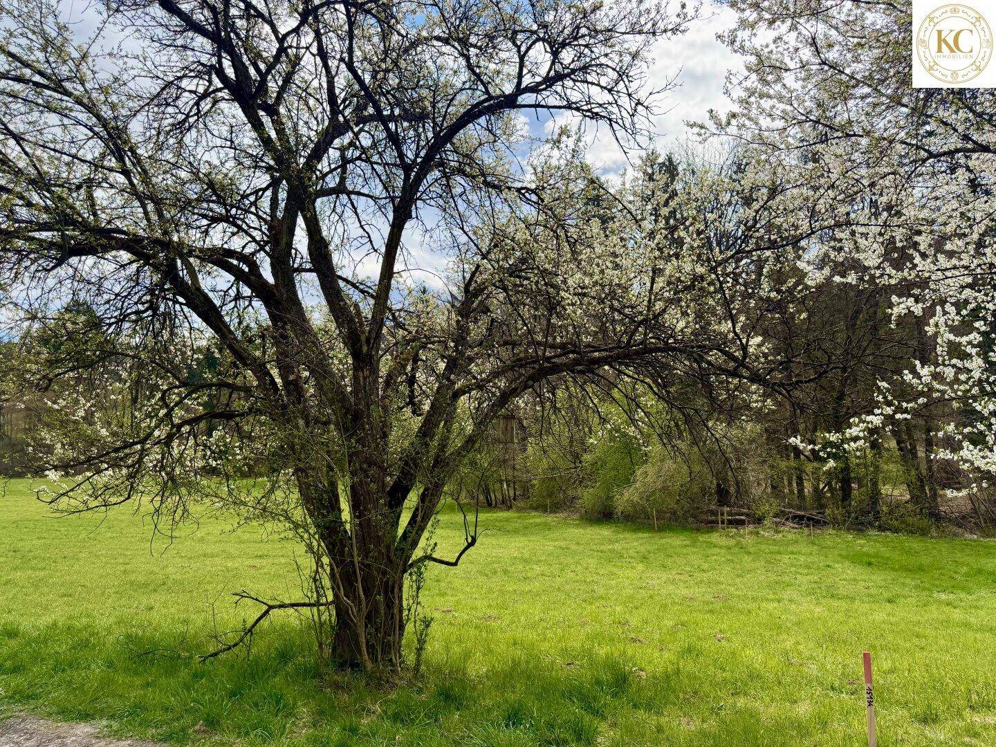 Großer blühender Baum auf einer weiten grünen Wiese, umgeben von Bäumen und Sträuchern.