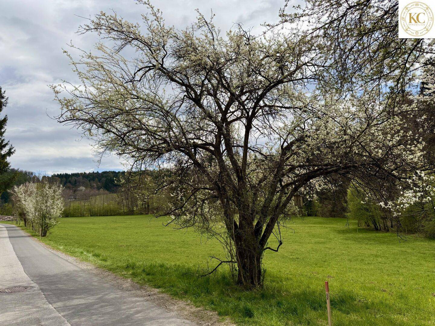 Eine Landstraße führt entlang einer blühenden Wiese mit einem großen Baum und Wald im Hintergrund.